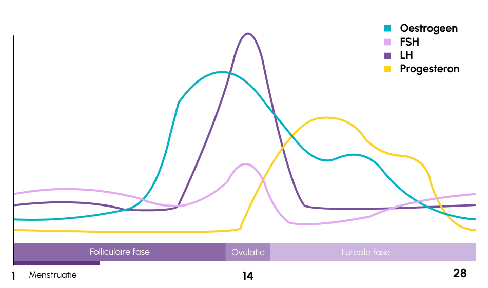 Hormoonspiegels gedurende de vrouwelijke cyclus